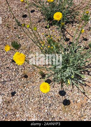 Floraison jaune Arizona Angelita daisy dans Tucson AZ Banque D'Images