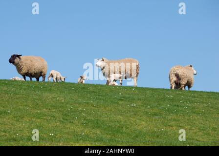 Schafe am Deich à Carolinensiel, Ostfriesland, Niedersachsen, Banque D'Images