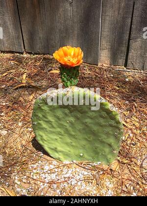 La floraison Nopales spineless Prickly Pear Cactus dans Tucson AZ Banque D'Images