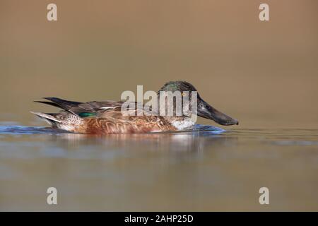 Canard souchet Banque D'Images