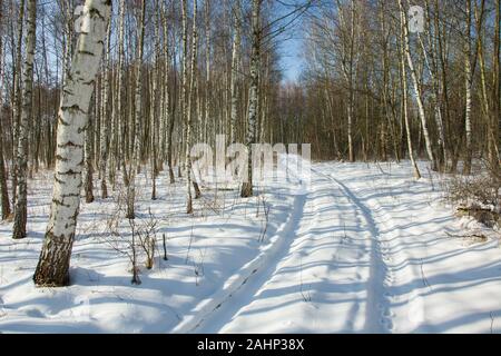 Traces de roues sur neige dans une forêt Banque D'Images