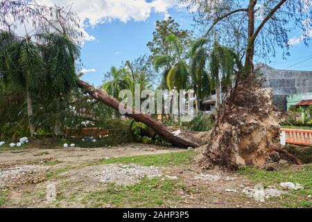 Ville Buruanga, Province d'Aklan, Philippines - 29 décembre 2019 : Ursula Le typhon a frappé les Philippines le jour de Noël, le déracinement de nombreux grands arbres Banque D'Images