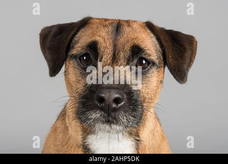 La frontière Terrier a traversé avec un Jack Russell Terrier, 1,5 oreille vieux, homme, Royaume-Uni. Banque D'Images