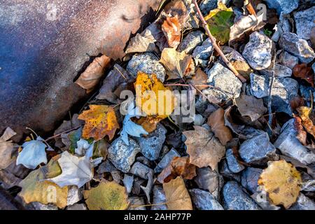 Feuille d'automne rouge brillant sur la rivière des roches. Banque D'Images