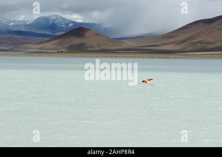 Est un lac salé peu profond dans le sud-ouest de l'Altiplano de Bolivie, au sein de la faune andine Eduardo Avaroa Réserver;près de la frontière avec le Chili Banque D'Images