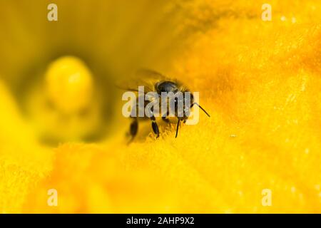 Le pollen d'Abeille orange citrouille fleur - libre Banque D'Images