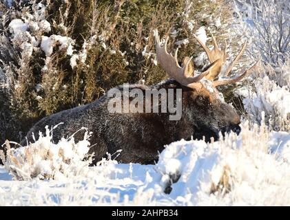 Un orignal mâle repose sur les prés enneigés pendant l'hiver à Seedskadee National Wildlife Refuge dans Sweetwater County, Wyoming. Banque D'Images