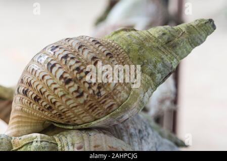 Trompette du Triton Charonia tritonis (Shell) Banque D'Images