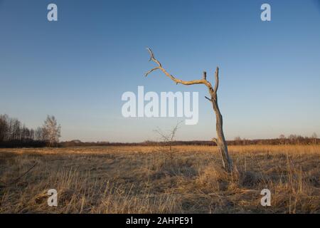 Arbre mort sur un pré Banque D'Images