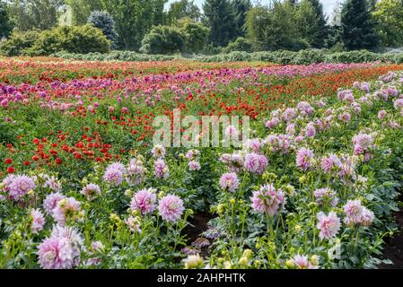 Dahlia de Swan Island Dahlias ferme durant le Festival du Dahlia. Situé dans la région de Woodburn, Oregon, est le plus grand producteur de dahlia aux États-Unis. Banque D'Images