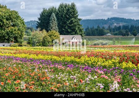 Dahlia de Swan Island Dahlias ferme durant le Festival du Dahlia. Situé dans la région de Woodburn, Oregon, est le plus grand producteur de dahlia aux États-Unis. Banque D'Images