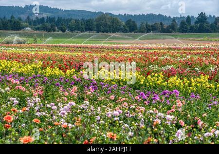 Dahlia de Swan Island Dahlias ferme durant le Festival du Dahlia. Situé dans la région de Woodburn, Oregon, est le plus grand producteur de dahlia aux États-Unis. Banque D'Images