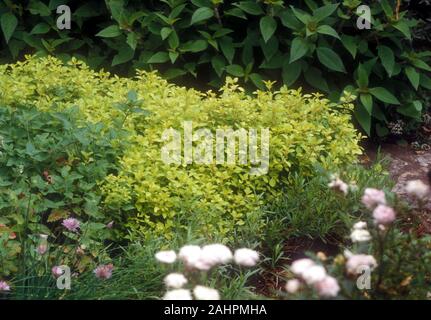 DES PLANTES DE MARJOLAINE D'OR POUSSENT DANS LE PETIT JARDIN D'HERBES DE LA COUR DE BANLIEUE, EN AUSTRALIE. Banque D'Images