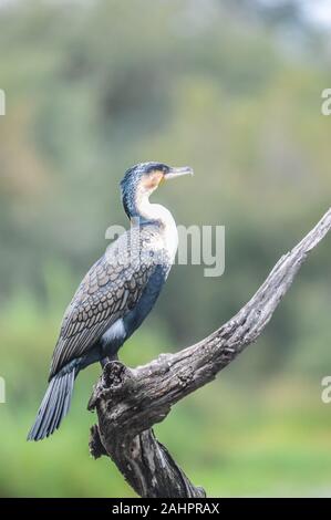 Belle Cape Cormorant à poitrine blanche le séchage des ailes en Afrique lac Kruger panique Banque D'Images