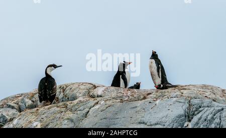 Manchots et d'un blue-eyed cormoran sur des pierres sur l'Île Petermann, Antarctique. Banque D'Images