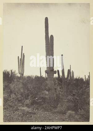 Timothy O'Sullivan. Cereus giganteus, Arizona. 1871. United States. L'albumine, de l'exploration géologique et géographique de l'album et sondages à l'ouest du 100e méridien, tome 2 Banque D'Images