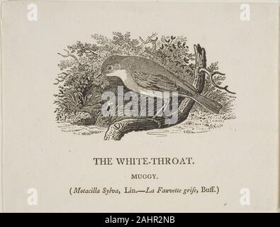 Thomas Bewick. Gorge blanche (oiseau). 1773-1828. L'Angleterre. Xylographie sur papier vélin ivoire Banque D'Images