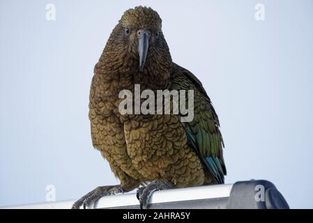 Un air malicieux kea, le seul perroquet « je clique, est assis sur un toit de voiture Banque D'Images