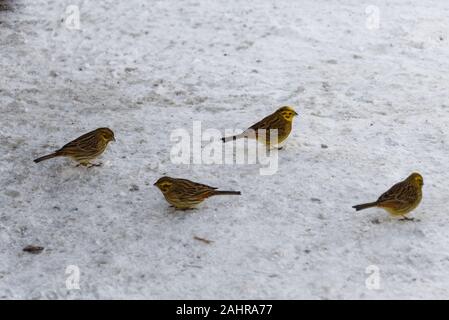 Yellowhammers à la recherche de nourriture sur la neige Banque D'Images