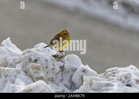 Un froid, gonflée, jaune et blanc est assis sur des dessus de la neige. Banque D'Images