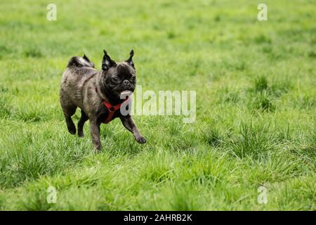 Olive, le Pug, courir dans la cour à Issaquah, Washington, USA Banque D'Images