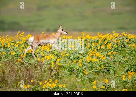 National Bison Range, Montana, USA. Antilope d'untel avec une étiquette d'oreille jaune marche dans un champ de fleurs sauvages Arrowleaf deltoïdes. Banque D'Images