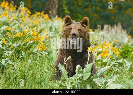 Grizzly ou ours brun assis dans le champ de fleurs sauvages à feuilles deltoïdes Arrowleaf à Bozeman, Montana, USA. Des animaux en captivité. Banque D'Images