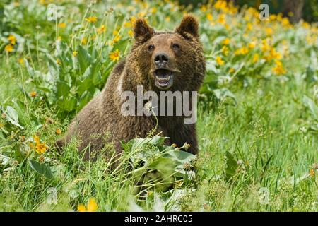 Grizzly ou ours brun 1,5 ans cub close-up dans le champ de fleurs sauvages à feuilles deltoïdes Arrowleaf à Bozeman, Montana, USA. Des animaux en captivité. Banque D'Images