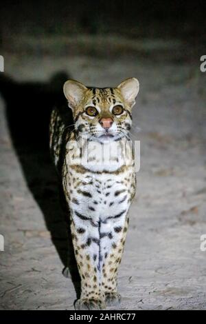 L'ocelot de nuit avec un projecteur sur elle dans la région de Pantanal, Mato Grosso, Brésil Amérique du Sud Banque D'Images