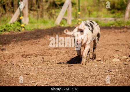 Vieux cochon Gloucestershire Spots fonctionnant dans l'ouest de Washington, États-Unis Banque D'Images