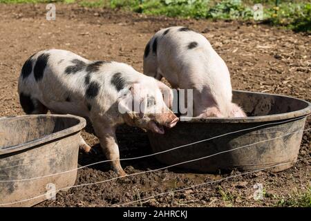 Vieux cochon Gloucestershire Spots en oeillet, Washington, USA. Pour que les porcs d'obtenir une boisson qu'ils doivent mettre leurs pieds dans l'eau avant le bain à remous. Banque D'Images