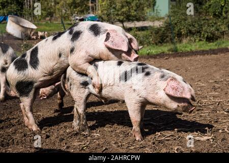 Taches anciennes Gloucestershire accouplement porcs dans l'ouest de Washington, USA. Il est naturel pour une truie d'avoir deux portées par an tant qu'elle est fournie avec Banque D'Images