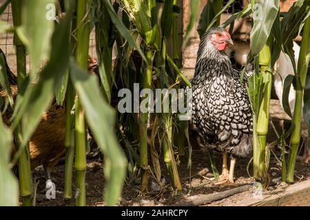 Silver-lacé Wyandotte poulet en quête de nourriture que de celui qui est dans le jardin en Issaquah, Washington, USA Banque D'Images