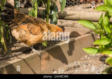 Americauna nourriture poulet dans le jardin à Issaquah, Washington, USA Banque D'Images