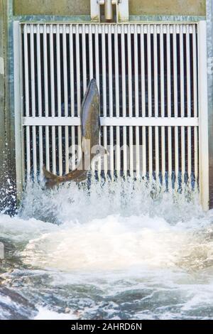 Le saumon quinnat ou Roi de sauter devant la porte fermée de l'échelle à poissons à l'écloserie de Issaquah, dans le ruisseau Issaquah dans Issaquah, a été Banque D'Images