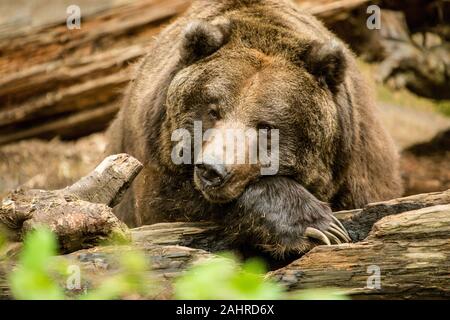 Repos de l'ours grizzli dans le nord-ouest de Trek Wildlife Park près de Washington, aux États-Unis, d'Eatonville. Des animaux en captivité. Banque D'Images