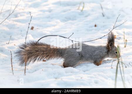 Soigneusement écureuil promenades dans la neige blanche. Belles promenades sur l'écureuil rouge du blanc de la neige. Eurasian écureuil roux, Sciurus vulgaris. Squirre Banque D'Images