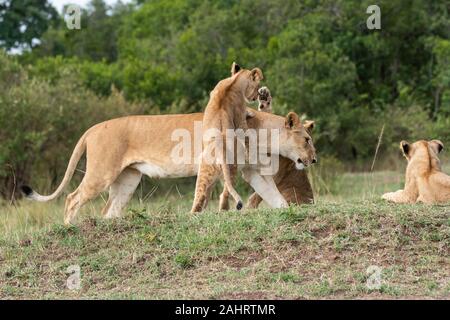 Des lions jouent dans les plaines de l'afrique à l'intérieur de la Réserve nationale de Masai Mara pendant un safari sauvage Banque D'Images