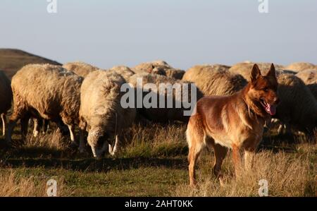 Chien Loup sauvage dans la nature Banque D'Images