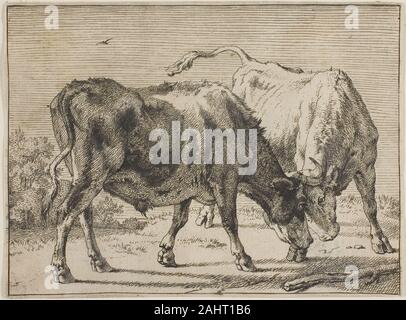 Paulus Potter. Deux combats de taureaux. 1645-1654. La Hollande. Gravure sur papier ivoire Paulus Potter connu une grande popularité comme un animal peintre et graveur. D'autres artistes contemporains, comme Aelbert Cuyp, également spécialisée dans les animaux, et quelques paysages néerlandais baroque sont dépourvues de bétail. Mais Potter a démontré son particulièrement étroite observation des bêtes-sabots, fourrure hirsute, les yeux limpides, et tous. Comme son plus célèbre tableau, un portrait grandeur nature d'un prix bull, cette gravure célèbre la physicalité des taureaux de combat. La carrière de Potter était brillant, mais brève, car il meurt de la tuberculose avant Banque D'Images