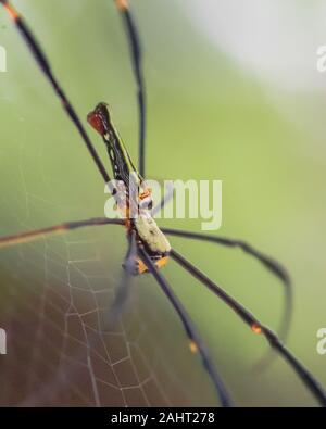 Orb Weaver géant, Giant Spider Bois, couleurs noir et jaune Banque D'Images