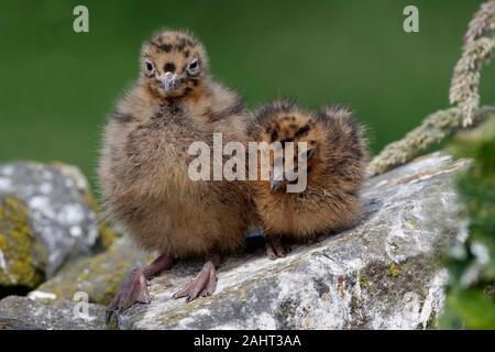 Mouette, mouette poussins sur un mur, au Royaume-Uni. Banque D'Images