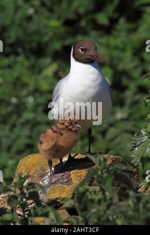 Mouette, mouette avec chick, UK. Banque D'Images