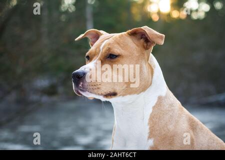 Portrait d'un American Staffordshire Terrier Banque D'Images