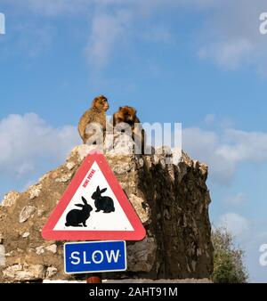 Une paire de Macaques de Barbarie le toilettage au-dessus du panneau d'avertissement de lapins. Les seuls singes sauvages en Europe, les macaques de Barbarie à Gibraltar, Royaume-Uni. Banque D'Images