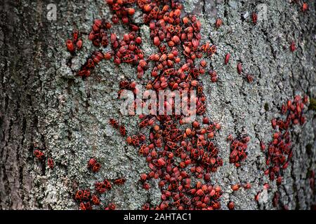 De nombreux bugs sur un arbre dans différentes étapes de développement. Gros plan photo insectes insectes insectes pompier. Coléoptères avec un dos rouge repéré. Insectes Banque D'Images