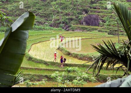 Travailleurs vietnamiens marchant sur des rizières vertes dans les montagnes de Mai Chau, nord du Vietnam Banque D'Images