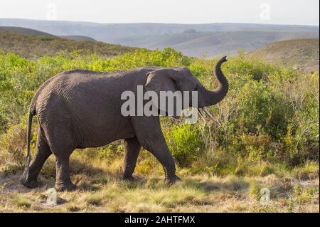 L'éléphant d'Afrique, Loxodonta africana africana, Gondwana Game Reserve, Afrique du Sud Banque D'Images