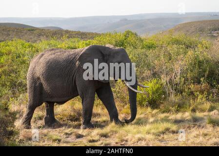 L'éléphant d'Afrique, Loxodonta africana africana, Gondwana Game Reserve, Afrique du Sud Banque D'Images