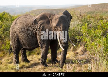 L'éléphant d'Afrique, Loxodonta africana africana, Gondwana Game Reserve, Afrique du Sud Banque D'Images